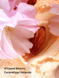 Лосьон для тела velvet petals brulee